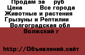 Продам за 50 руб. › Цена ­ 50 - Все города Животные и растения » Грызуны и Рептилии   . Волгоградская обл.,Волжский г.